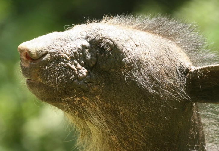 why are some bears hairless