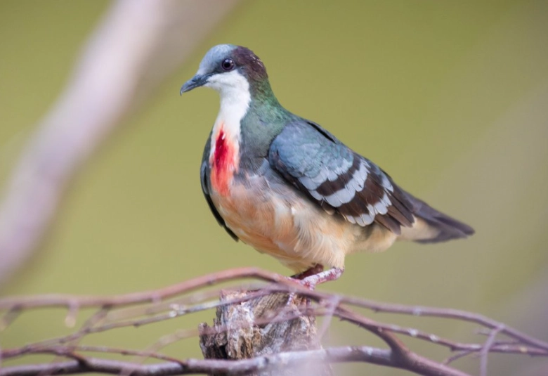 bleeding heart pigeon