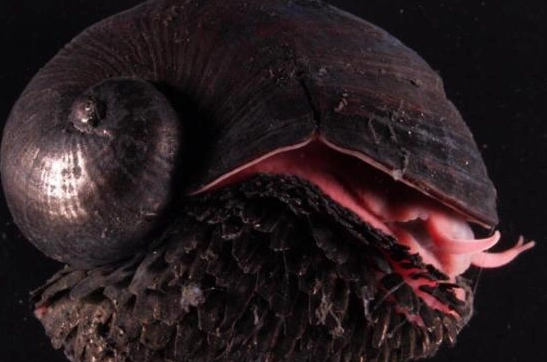 scaly-foot gastropod diet