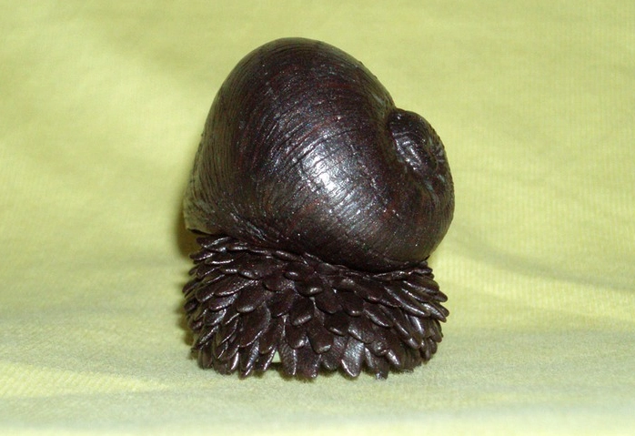 scaly footed gastropod size