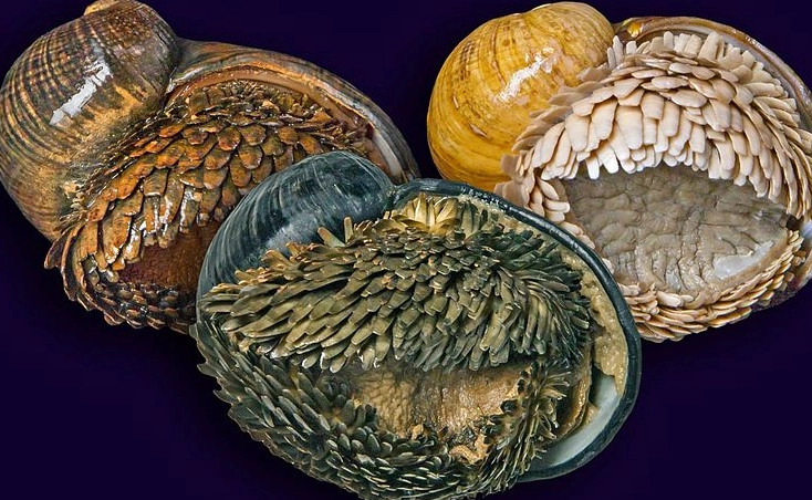 what do scaly-foot gastropods eat