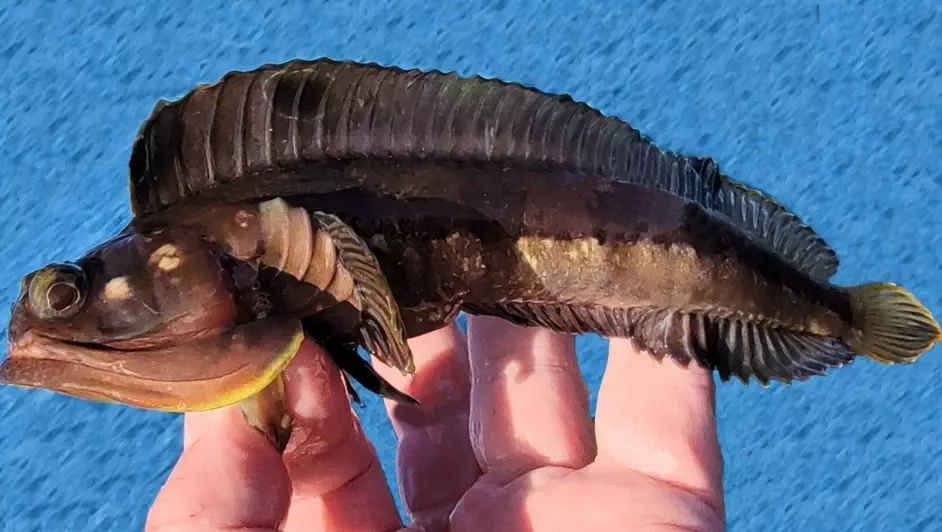 sarcastic fringehead fish