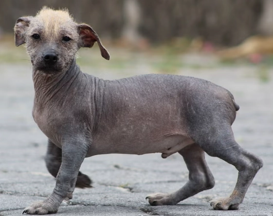 Hairless dog care