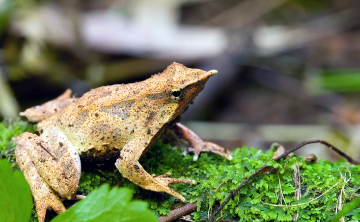 Darwin frog extinction