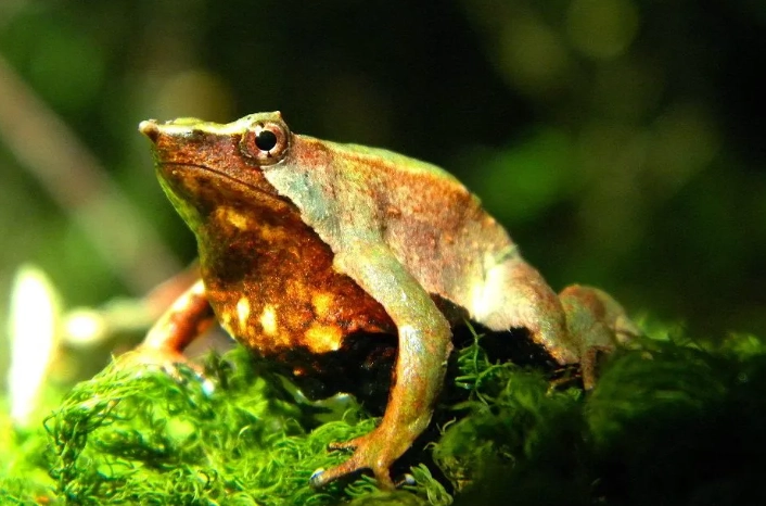Darwin frog reproduction