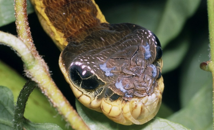 hawkmoth caterpillar snake