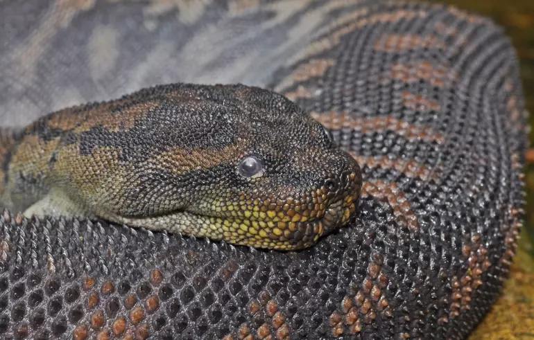 elephant trunk snake diet