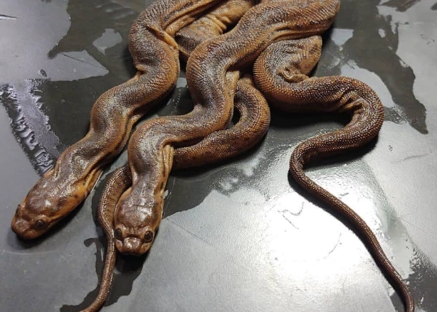 elephant trunk snake diet