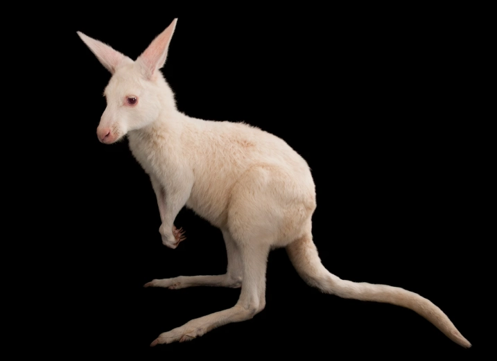 animal albinism facts