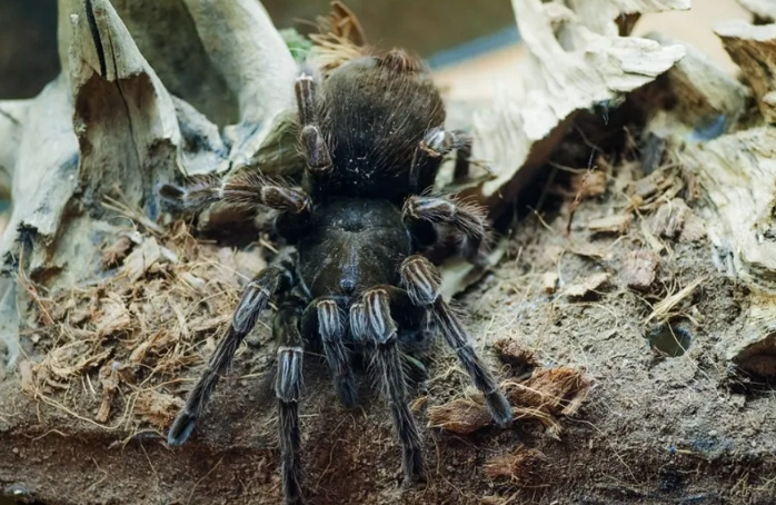 purple bloom tarantula for sale