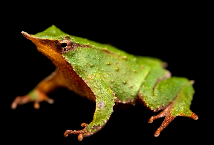 Darwin's frog facts