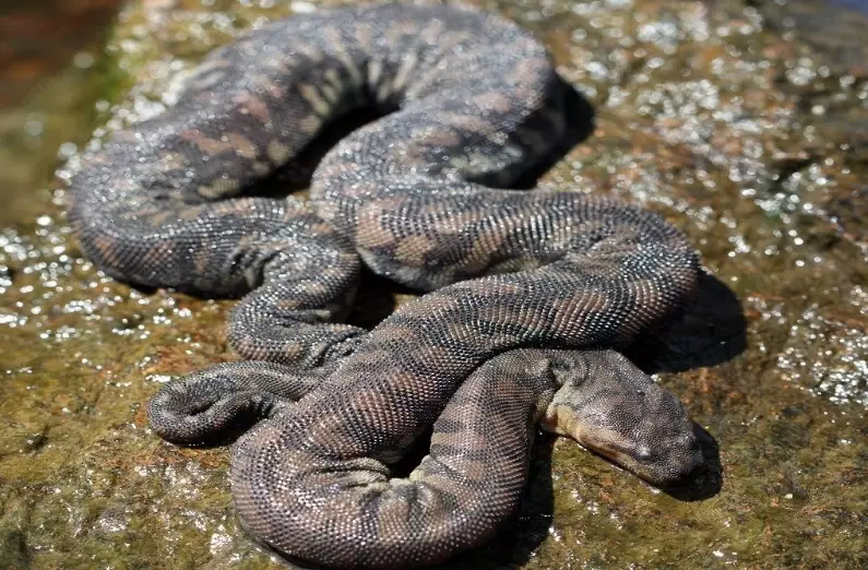 elephant trunk snake habitat