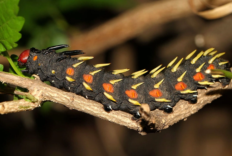 Saturnia pavonia caterpillar