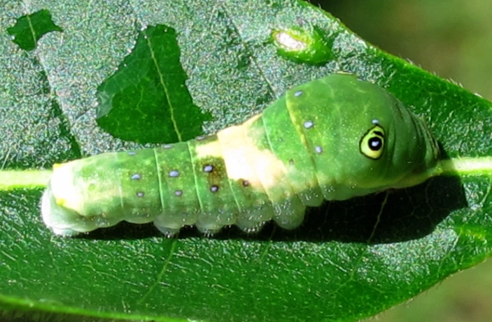 hawkmoth caterpillar snake