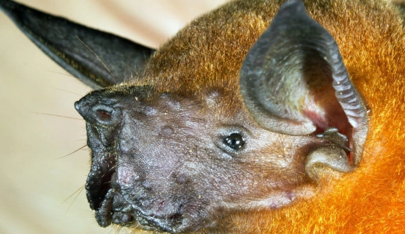 bulldog bat facts