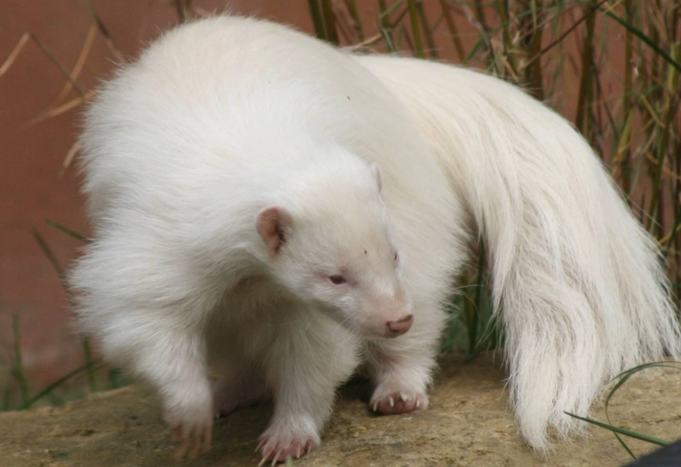 animal albinism facts
