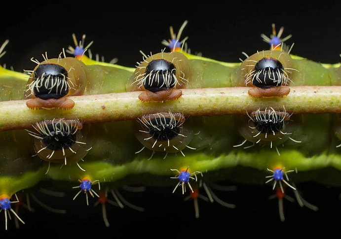 how to raise emperor moth caterpillar