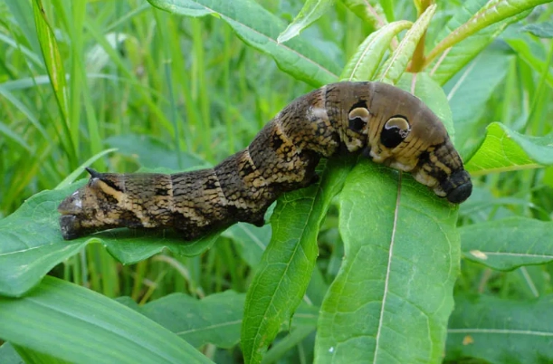 snake mimic caterpillar