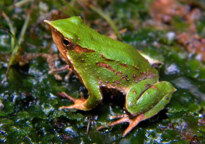 Darwin frog reproduction