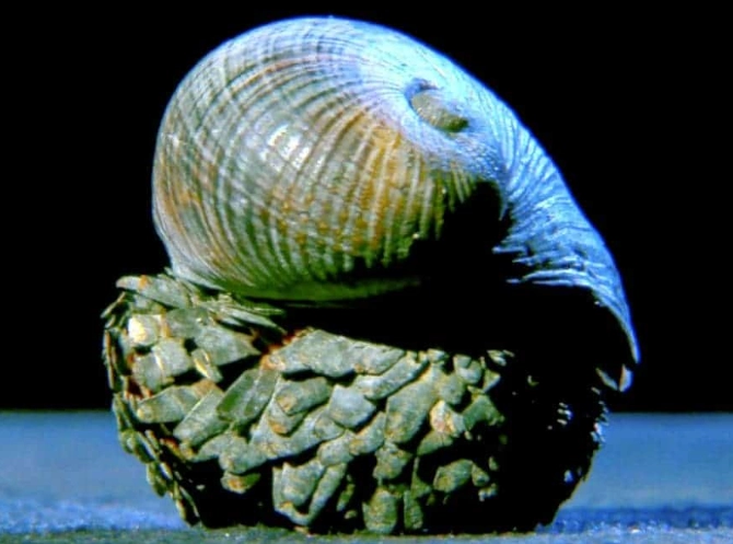 Scaly-foot snail