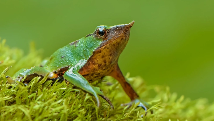 Darwin's frog facts