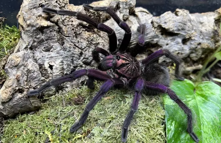 avicularia purpurea