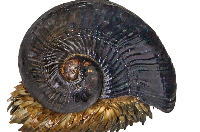 Deep-sea snail
