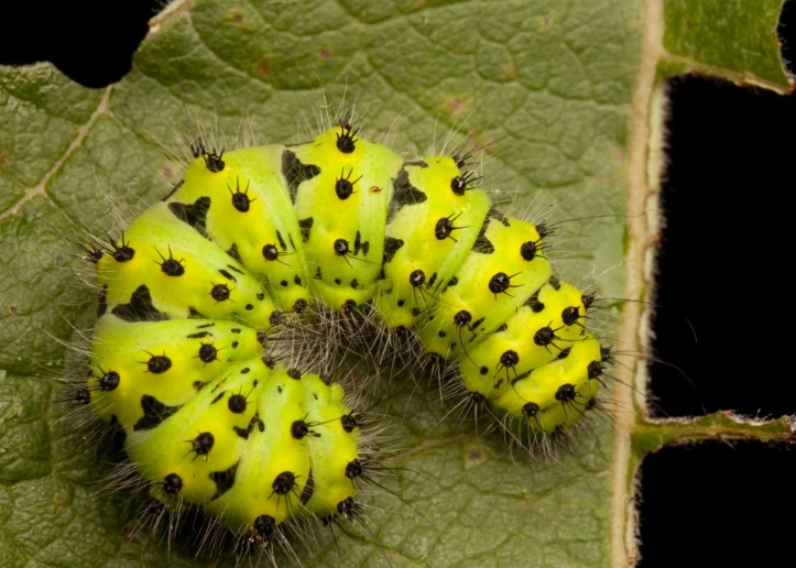 how to raise emperor moth caterpillar