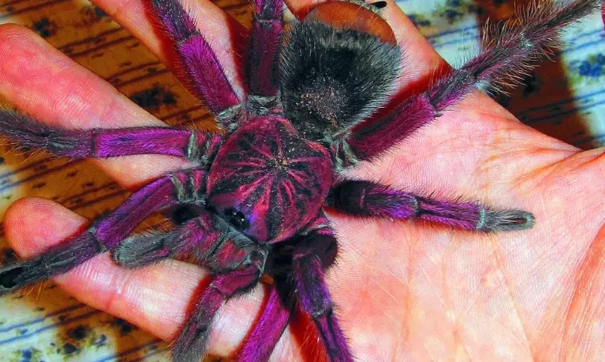 purple bloom tarantula for sale
