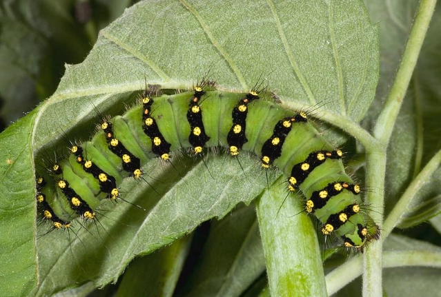 how to raise emperor moth caterpillar