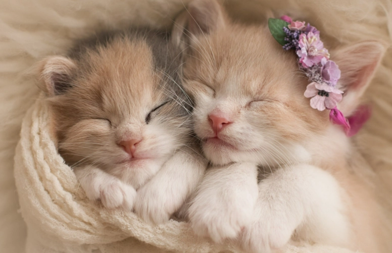 chronic kidney disease in cats