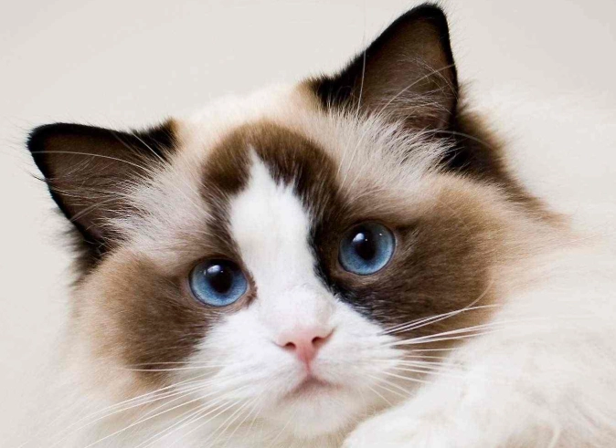 silent killer of cats