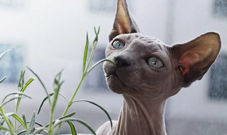 cats with unusual faces