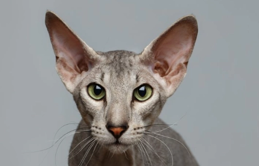 big eared cat breeds