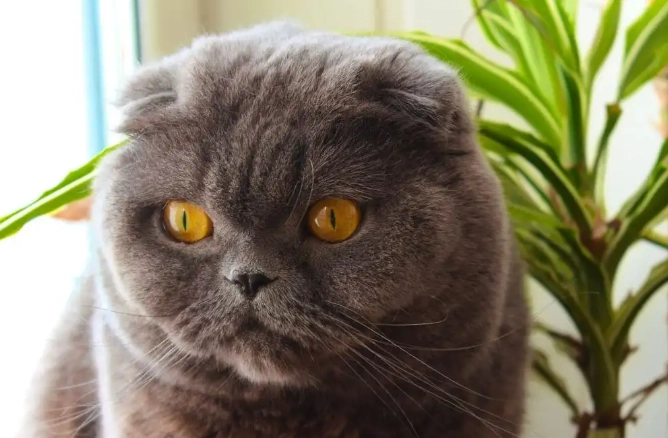 weird face cat breed