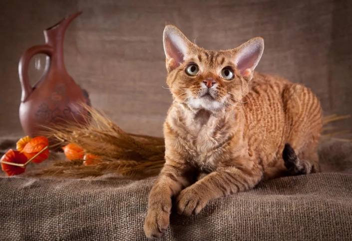 most unusual cat breed