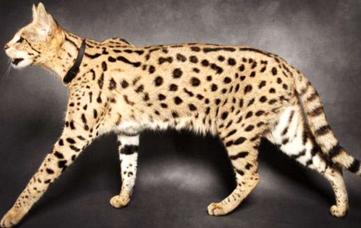most unusual cat breed