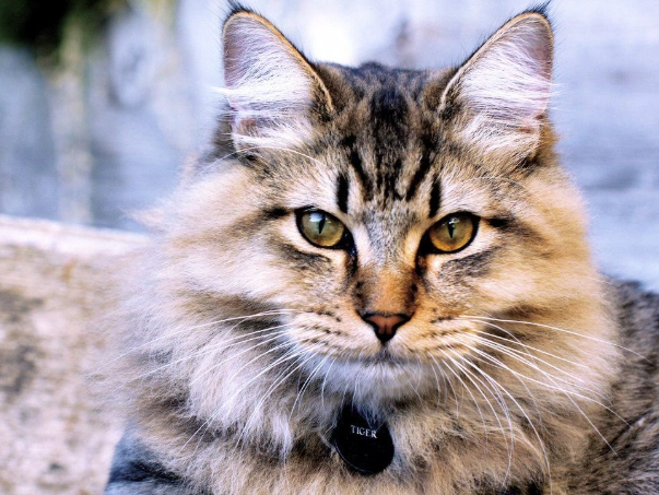 rare cat breeds