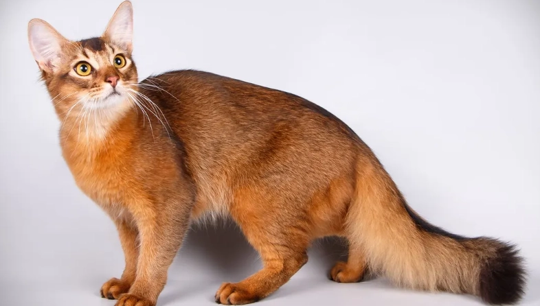 most expensive cat breed