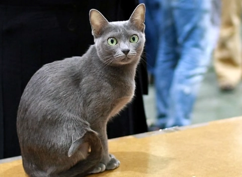 rare cat breeds