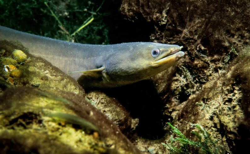 baby eel facts