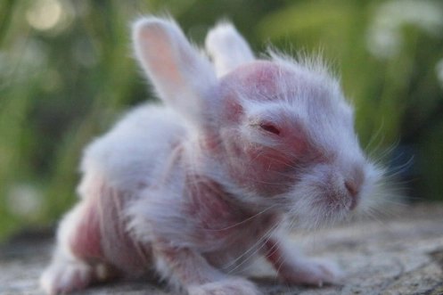 hairless rabbit breed
