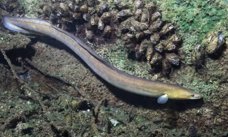 what is a baby eel called