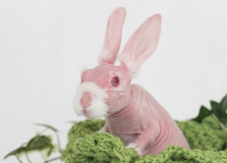 sphynx rabbit care