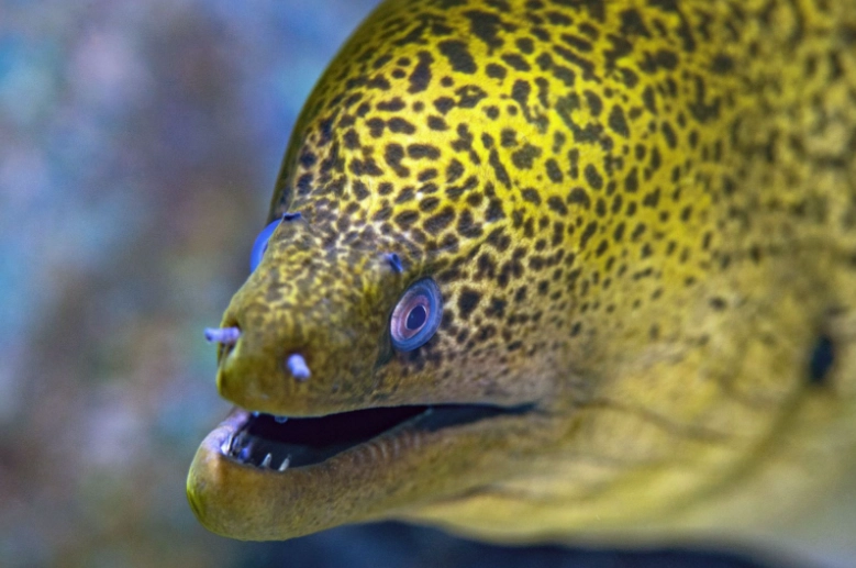 baby eel facts