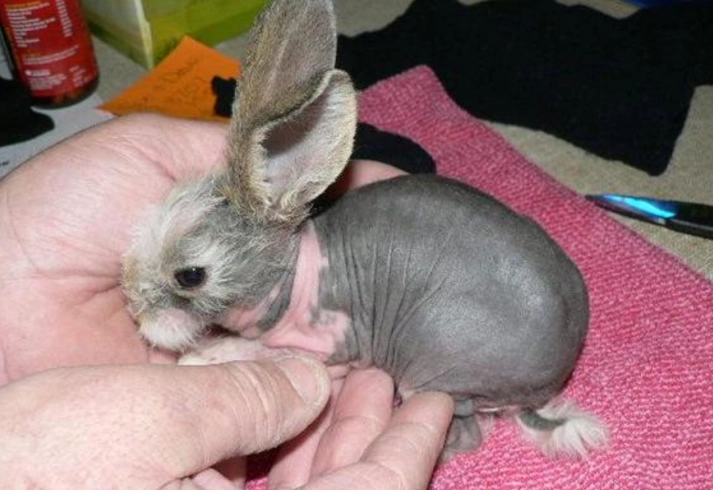 hairless rabbit care