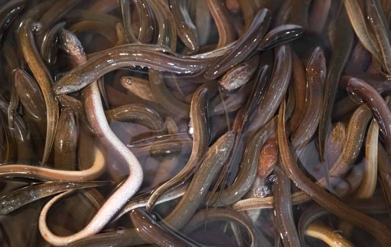 glass eels glass eels