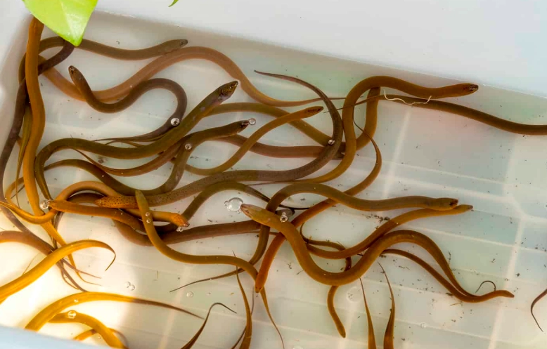glass eels glass eels
