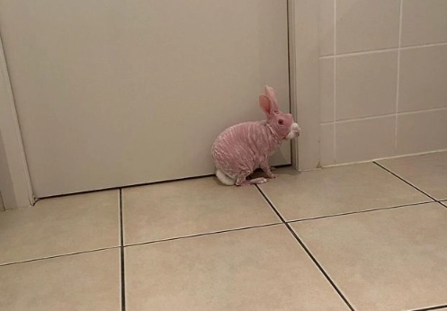 hairless rabbit