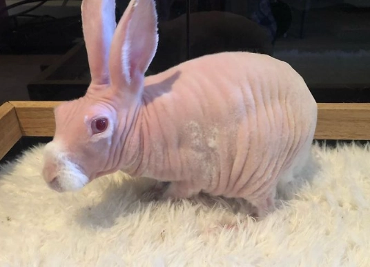 are hairless rabbits rare